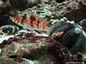 FishTanks_Oct2010 (26)